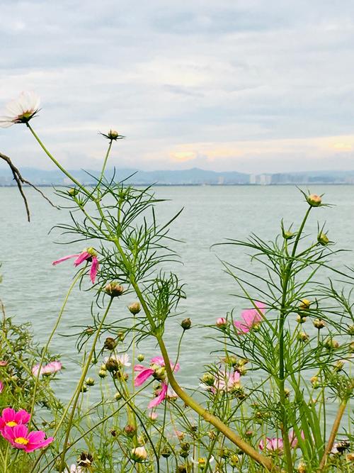水边格桑花