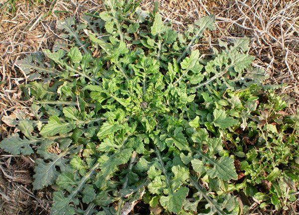 (《贵州草药》)4,治刀伤出血:泥胡菜叶适量.捣绒敷伤处.