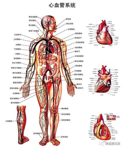 血管其实比心脏更容易得病