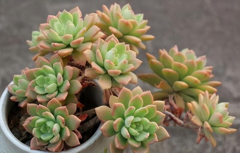 多肉马库斯特别爱开花,花箭到底是剪还是留!