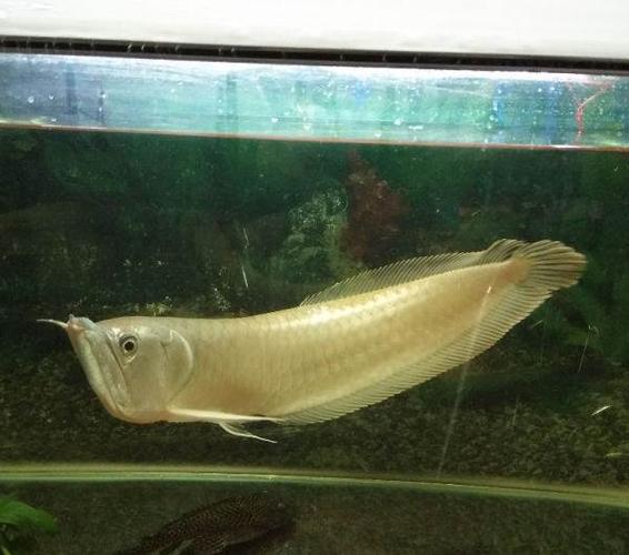 出售银龙鱼一条