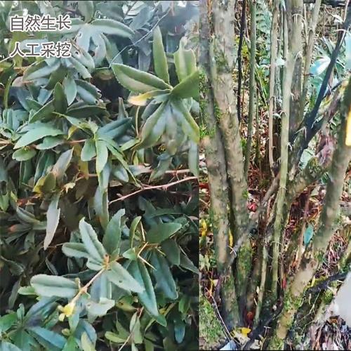 黄连中药材贵州鸡脚土黄黄柏野生1斤根茎三颗其他药食同源食品