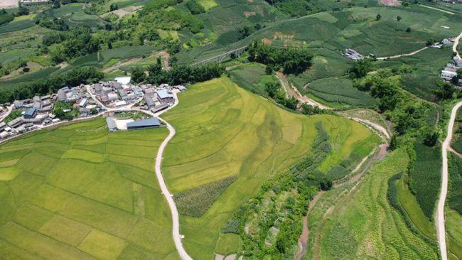 镇沅秋日稻田话丰收