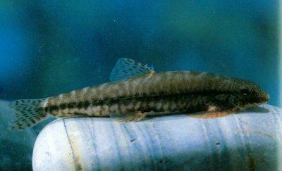 中华原吸鳅的生活习性