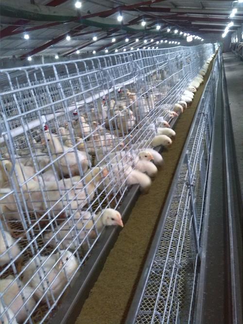 肉鸡养殖合作社招募合作伙伴