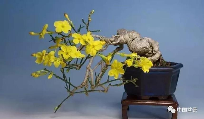 迎春花盆景欣赏