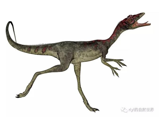 【恐龙探索】古灵精怪——秀颌龙!