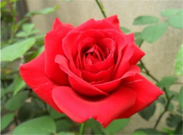 "梅朗口红"也译为"罗琪梅兰",属于杂交茶香月季,是法国培育的品种.