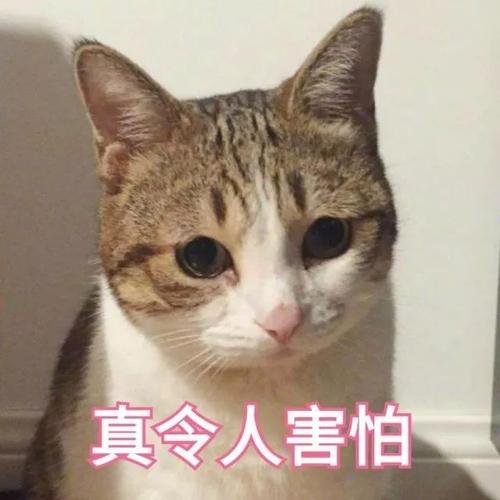 猫咪表情包丨真令人害怕