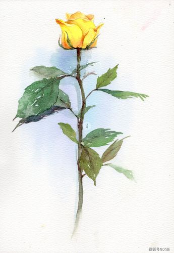 水彩,绘画,手绘,写实,写生,颜料,新手教程,水彩画入门,上色,初学者