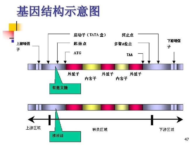 基因结构示意图