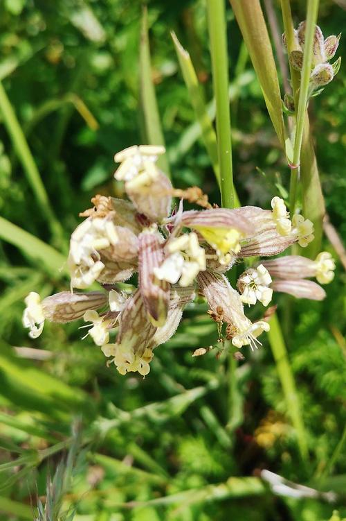 62,狗筋麦瓶草,又名白玉草,多年生草本植物.