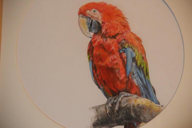 彩铅 金刚鹦鹉