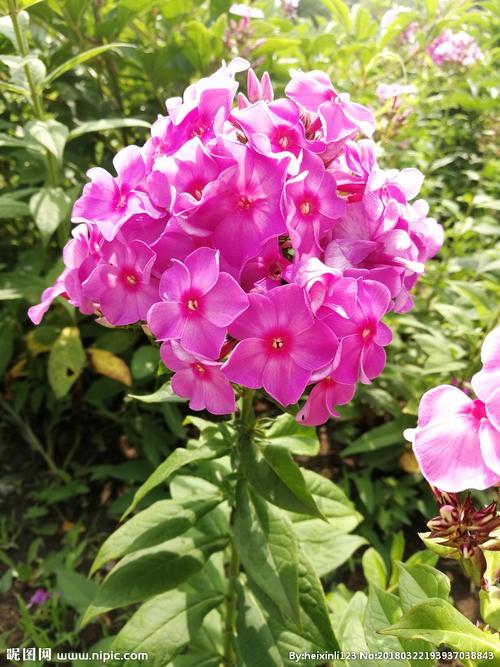 福禄考摄影图__花草_生物世界_摄影图库_昵图网nipic.