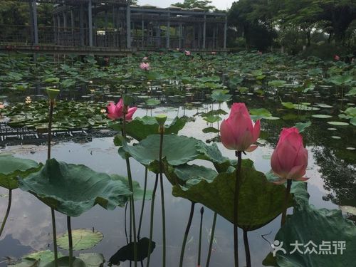 荷花奇境(三水荷花世界)图片 - 第293张