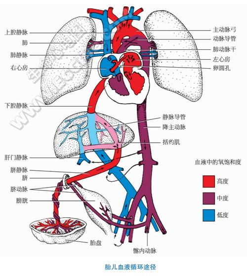 胎儿血液循环特点和出生后的变化 - 心脏解剖学