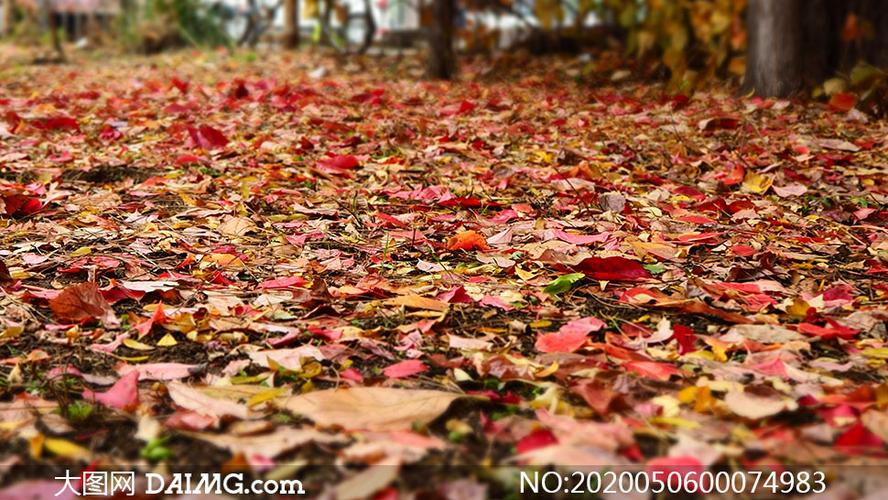 秋季公园中遍地的落叶摄影图片