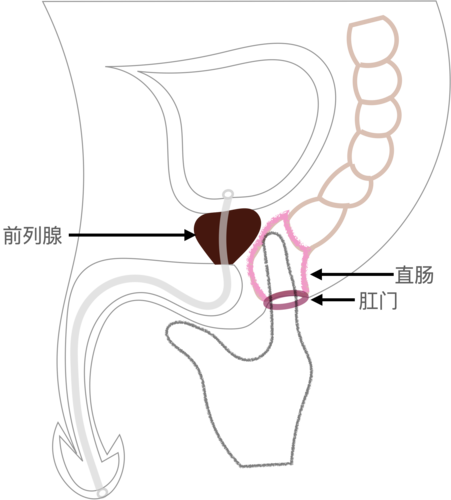 医生检查前列腺时为什么摸肛门?