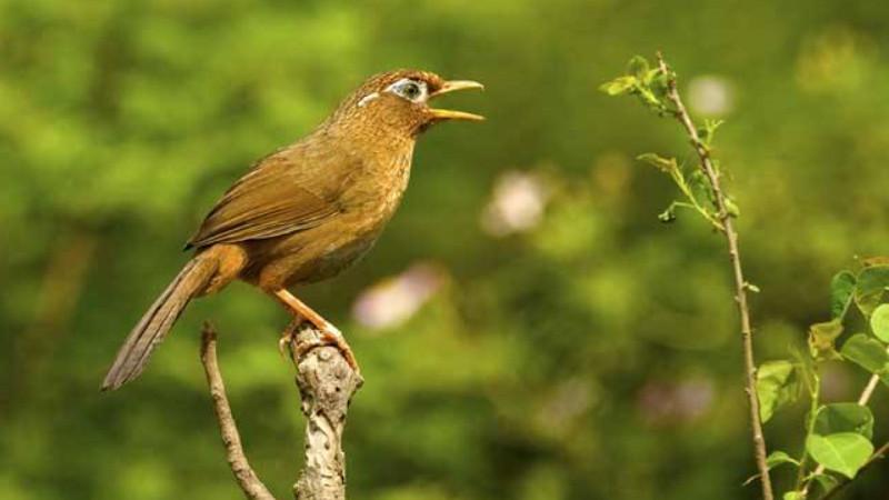 母画眉鸟叫声是怎样的