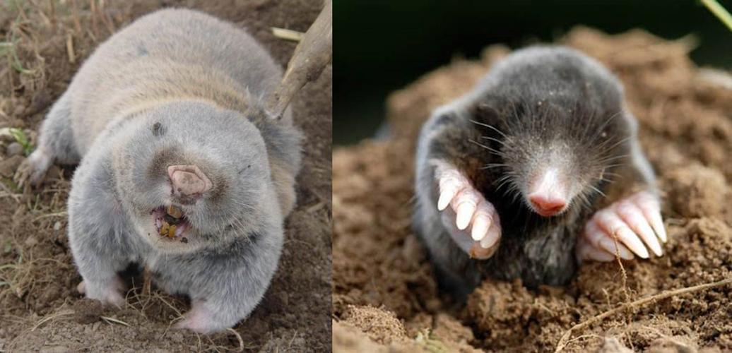 家里到处作祟的老鼠大家见得多了,对于鼹鼠,鼢鼠这两种地里作怪的小