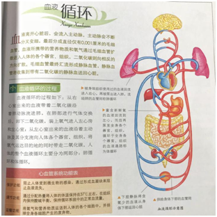 2/2 人体里面有什么内分泌系统    r322/7 人体里面有什么消化系统