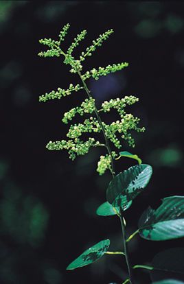 黄鳝藤根 _百度百科
