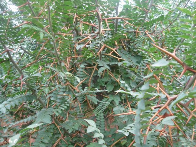 造刺树的功效与作用,你知道吗?