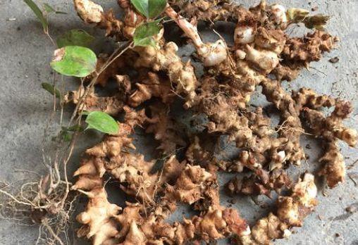 俗称金刚藤上至叶下至根浑身是宝预见是福气别错过了