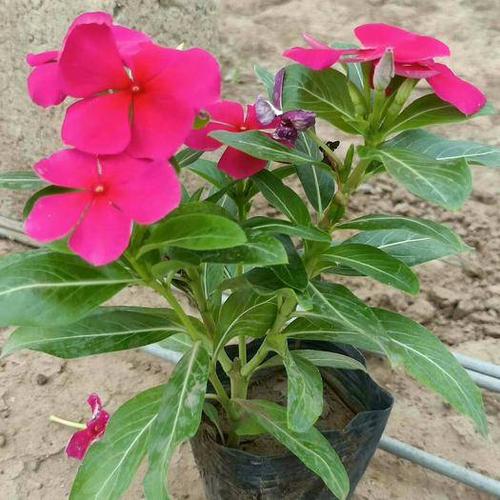 长春花种子批发价格