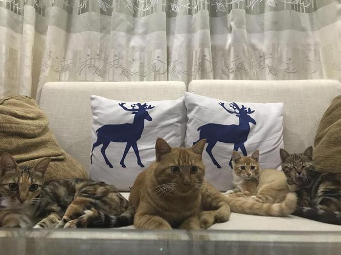 发一张他们一家四口的照片,分别是猫妈妈,猫爸爸,最右边是猫妹妹