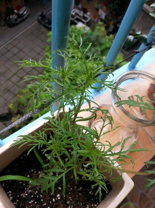 波斯菊这样子的叶子是生病了吗?