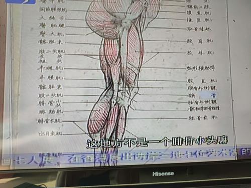 陈伟生——人体解剖(八)
