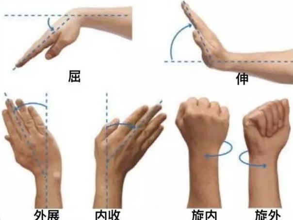 在最上方的肱桡肌:它与二头肌一起完成手肘的屈曲.