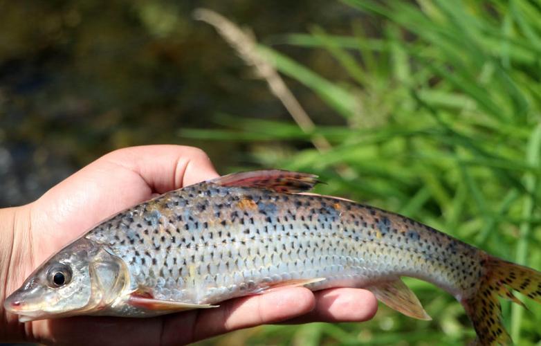 上海朱家角有一种鱼叫"花骨鱼"肉质细嫩,没有一点土