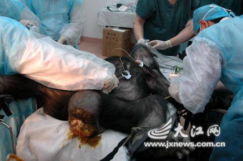 南昌动物园黑猩猩接受人工授精[组图]