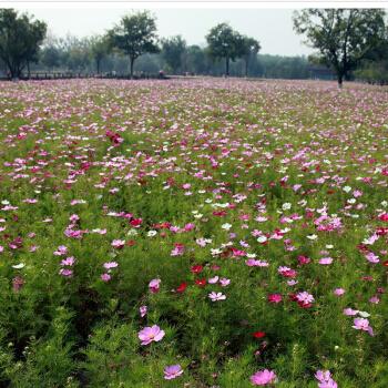 花卉种子四季种植 阳台盆栽花卉籽室内室外庭院植物种子 波斯菊满天星