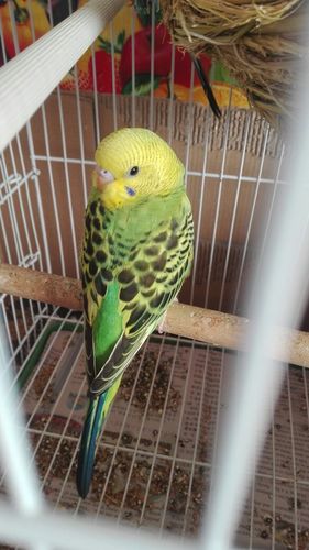 这只虎皮鹦鹉是原始绿还是绿蛋白石,还有多大了?谢谢.