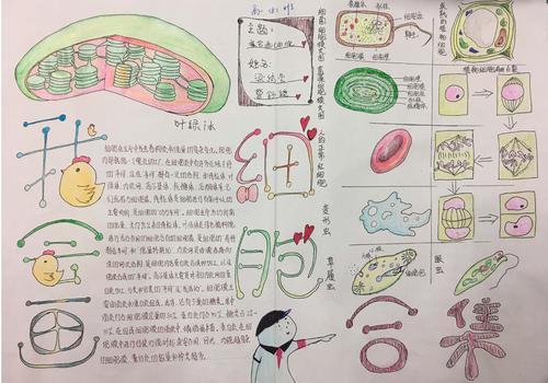 别样的生物课 ---记高一我会画细胞手抄报大赛