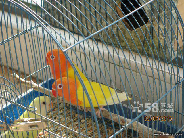 黄金丝,日本桃转让