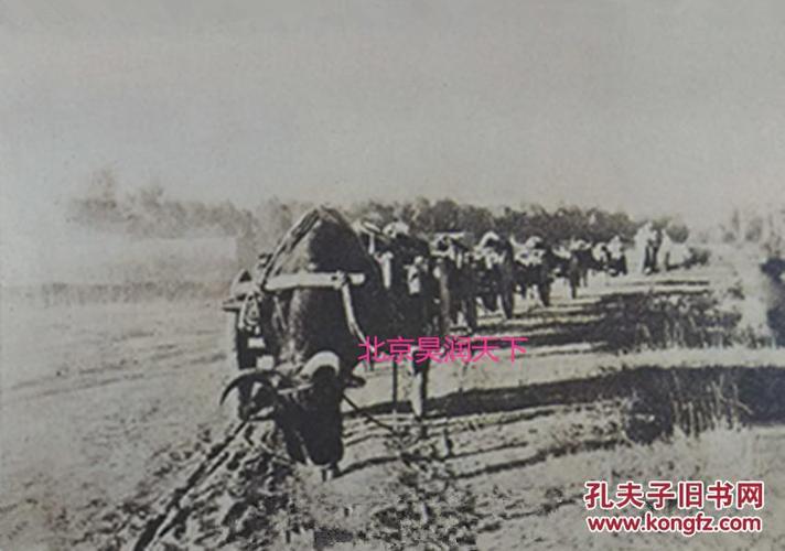 太行山游击队运输牛车抗战时期 珍贵 1张