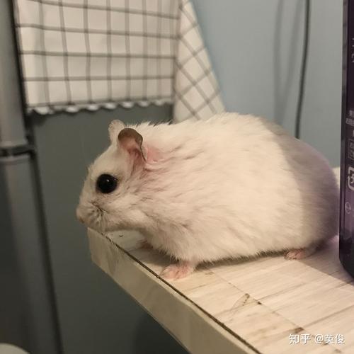 仓鼠可以吃大米吗