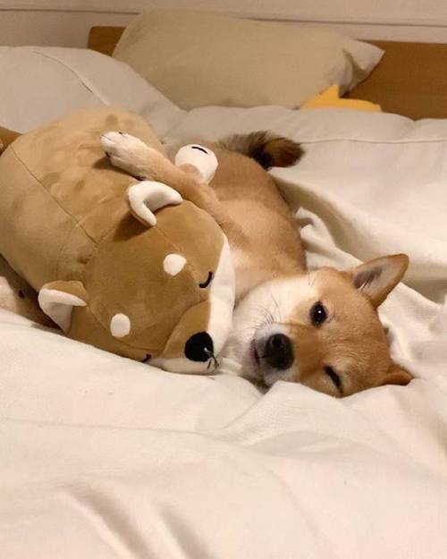 原创唤醒我的是你吗?宠物界的"睡美人"走红