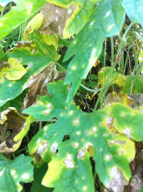 苦瓜 蔬菜病害很严重,不知道是什么病,急