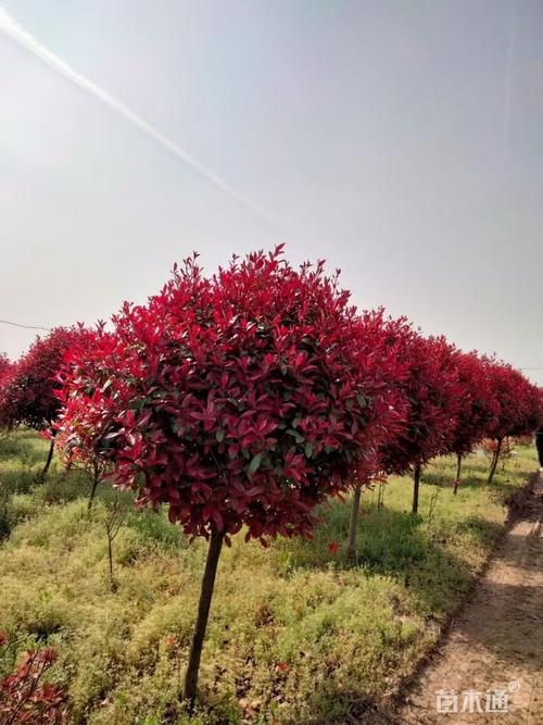 4公分高杆红叶石楠