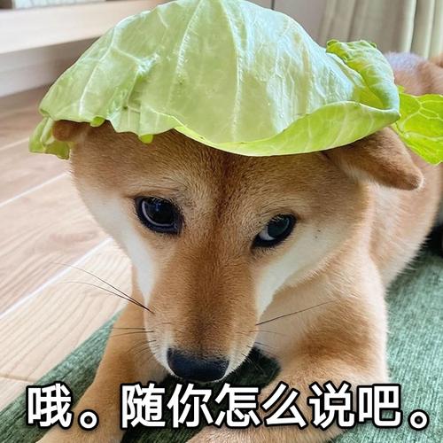 这个我没法跟你解释因为我只是一只菜狗