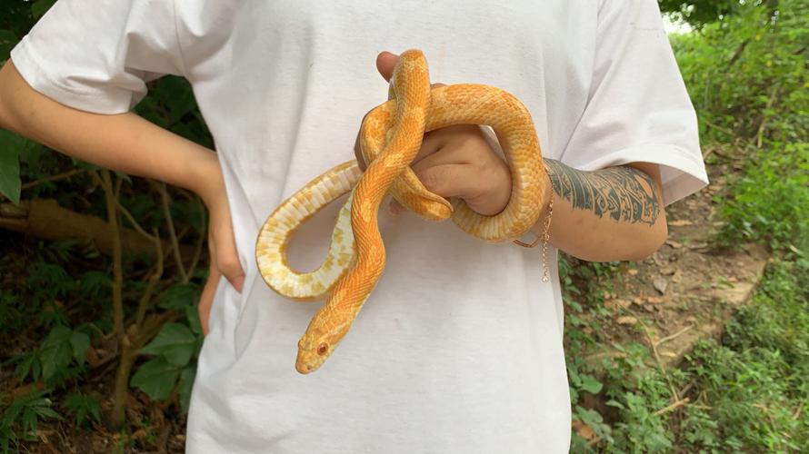 玉米蛇成体美照_奶昔_玉米蛇_宠物_宠物其他