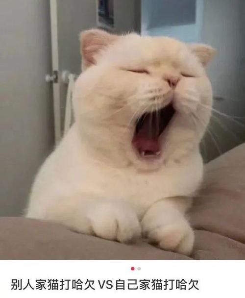别人家猫打哈欠vs自己家猫打哈欠!