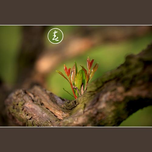 枯木逢春犹再发