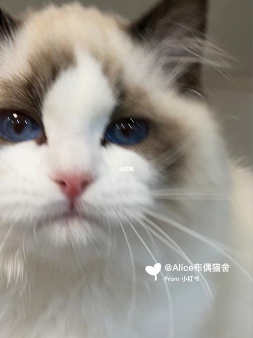 (必看)全网唯一93眼色素6度的海双布偶猫mm_布偶猫