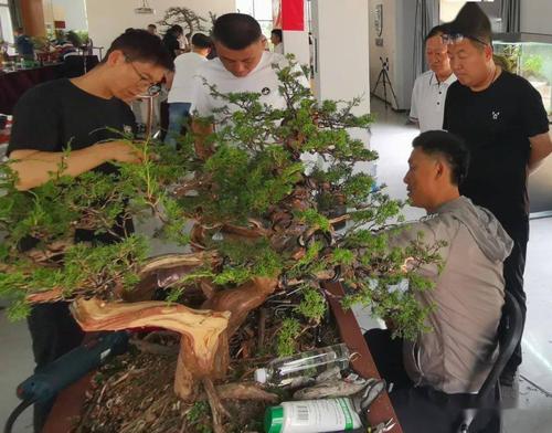 一口气儿看完樊顺利三棵柏树盆景制作